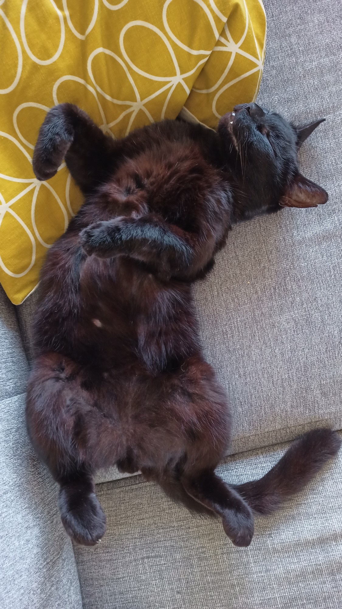 Stinky is so elegant
