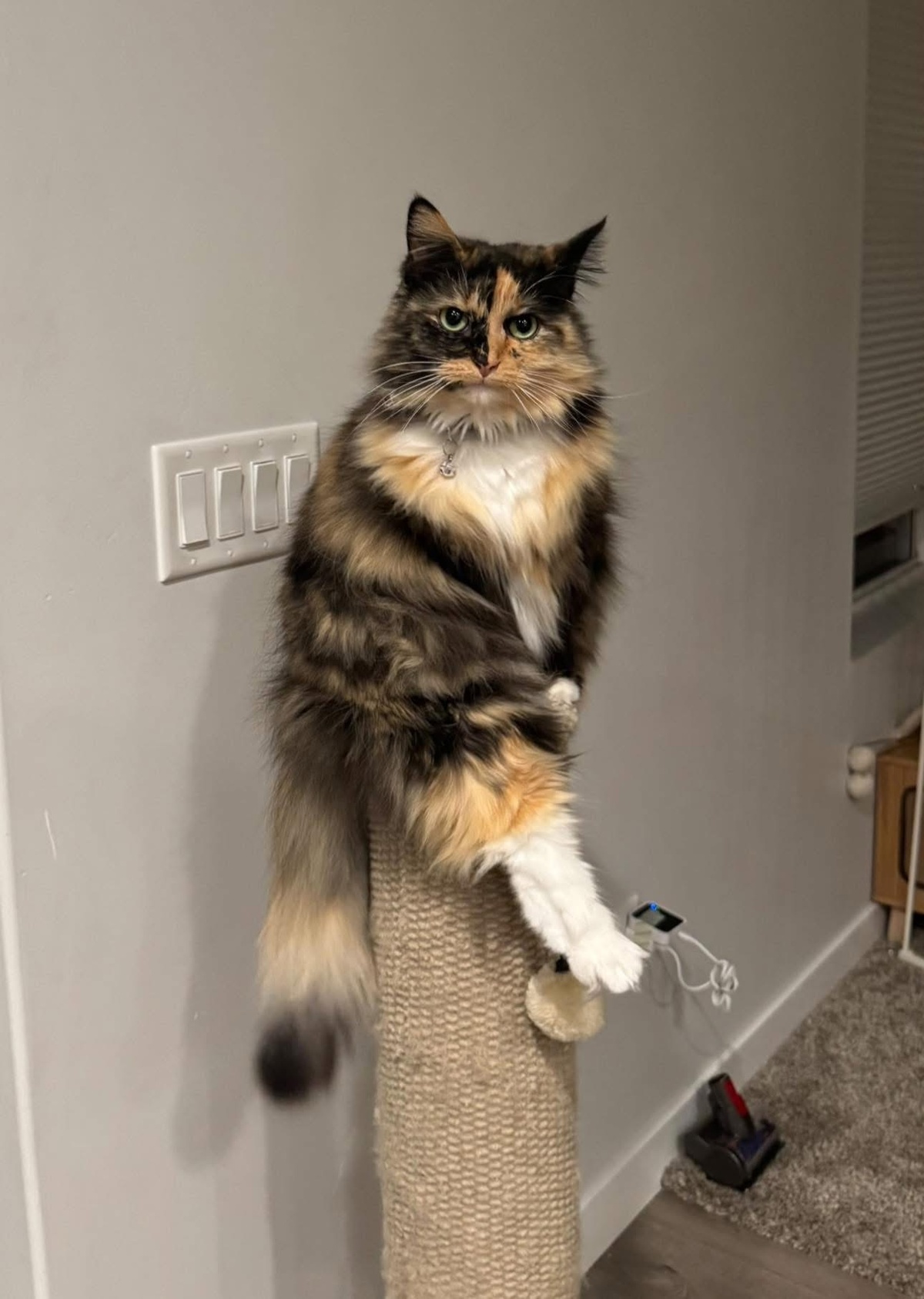 Dramatic dangle (pic by Cass Villarreal)