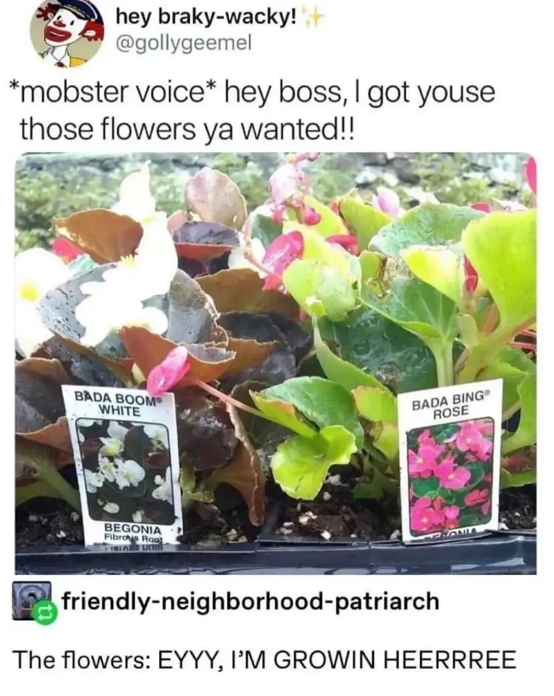 I'ma call mine Pauly Wallnuts