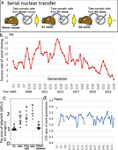 Limitations of serial cloning in mammals - Nature Communications
