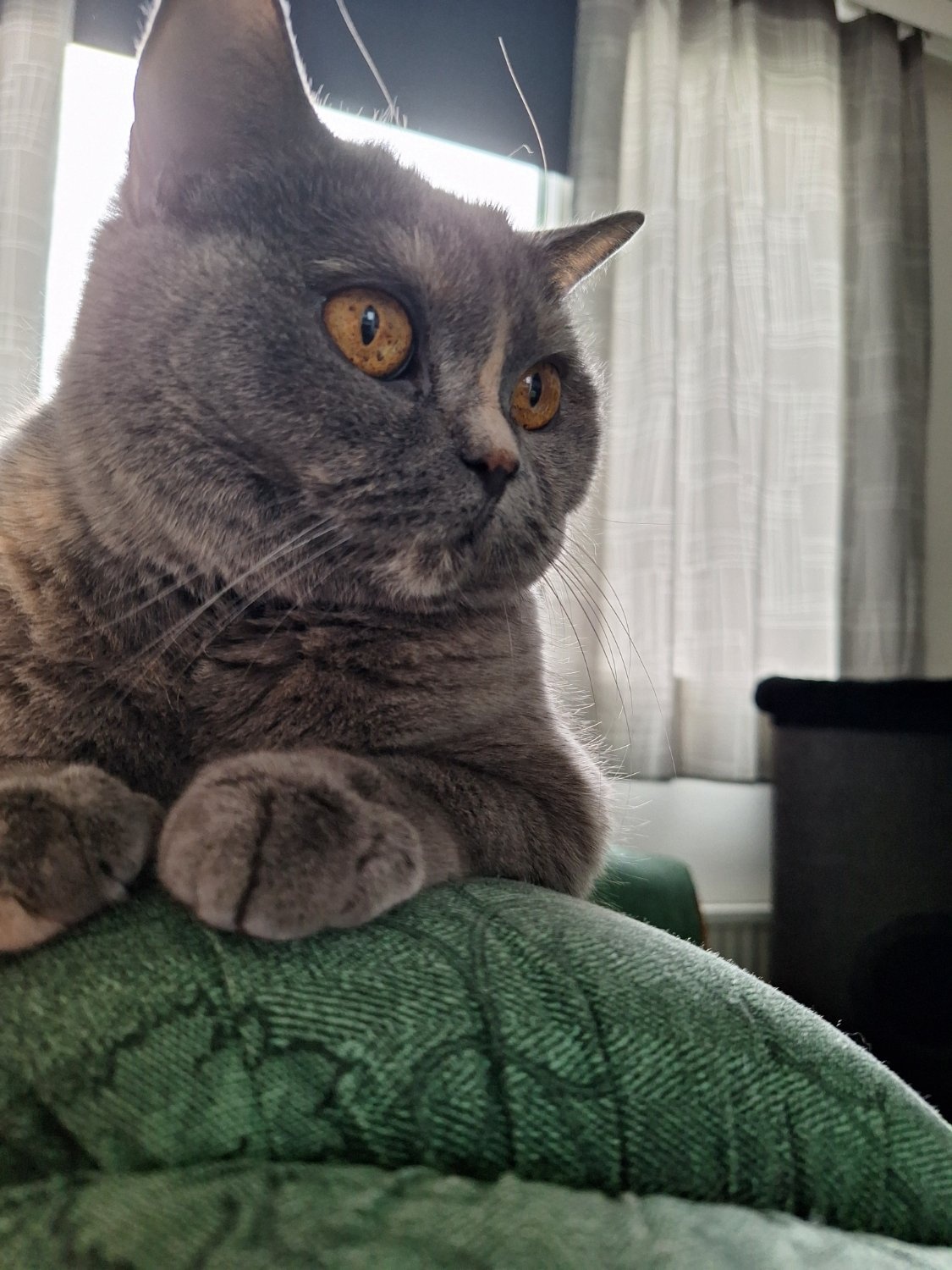 A gray cat with orange eyes, is sitting on the back of a green sofa; the light hits her just so that her thread-like "sensory hairs" are visible, making it look as if she has UFO-like "antennae."