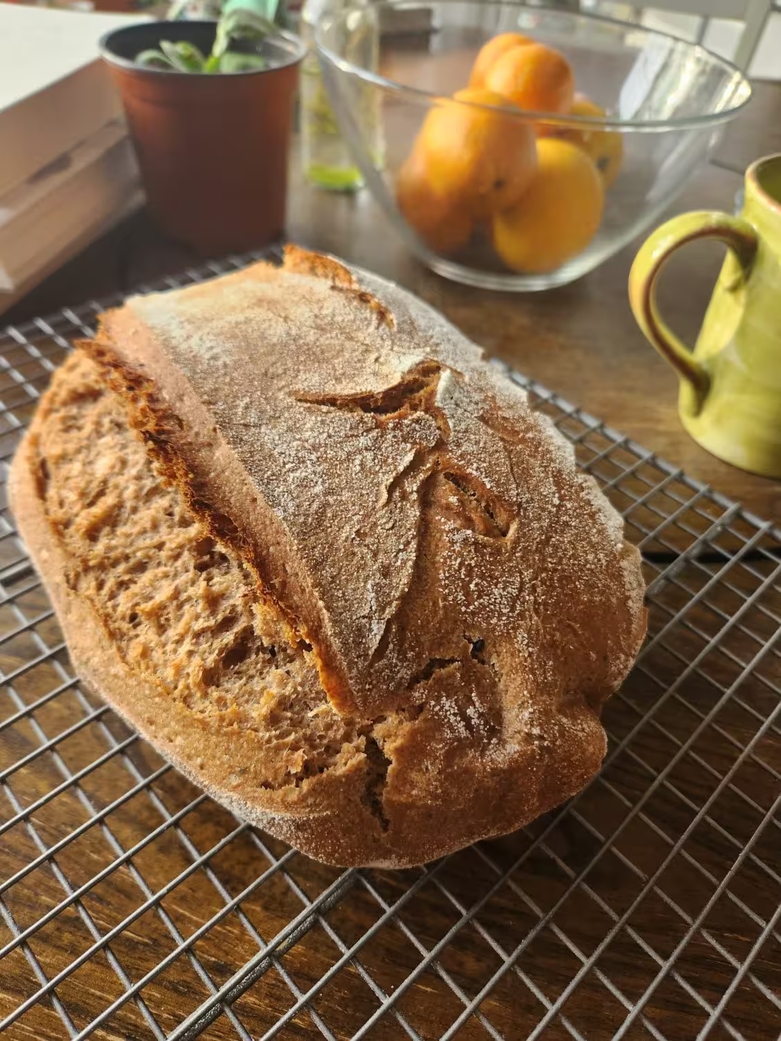 A loaf of honey whole wheat sourdough bread.