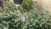 possum in my hedge