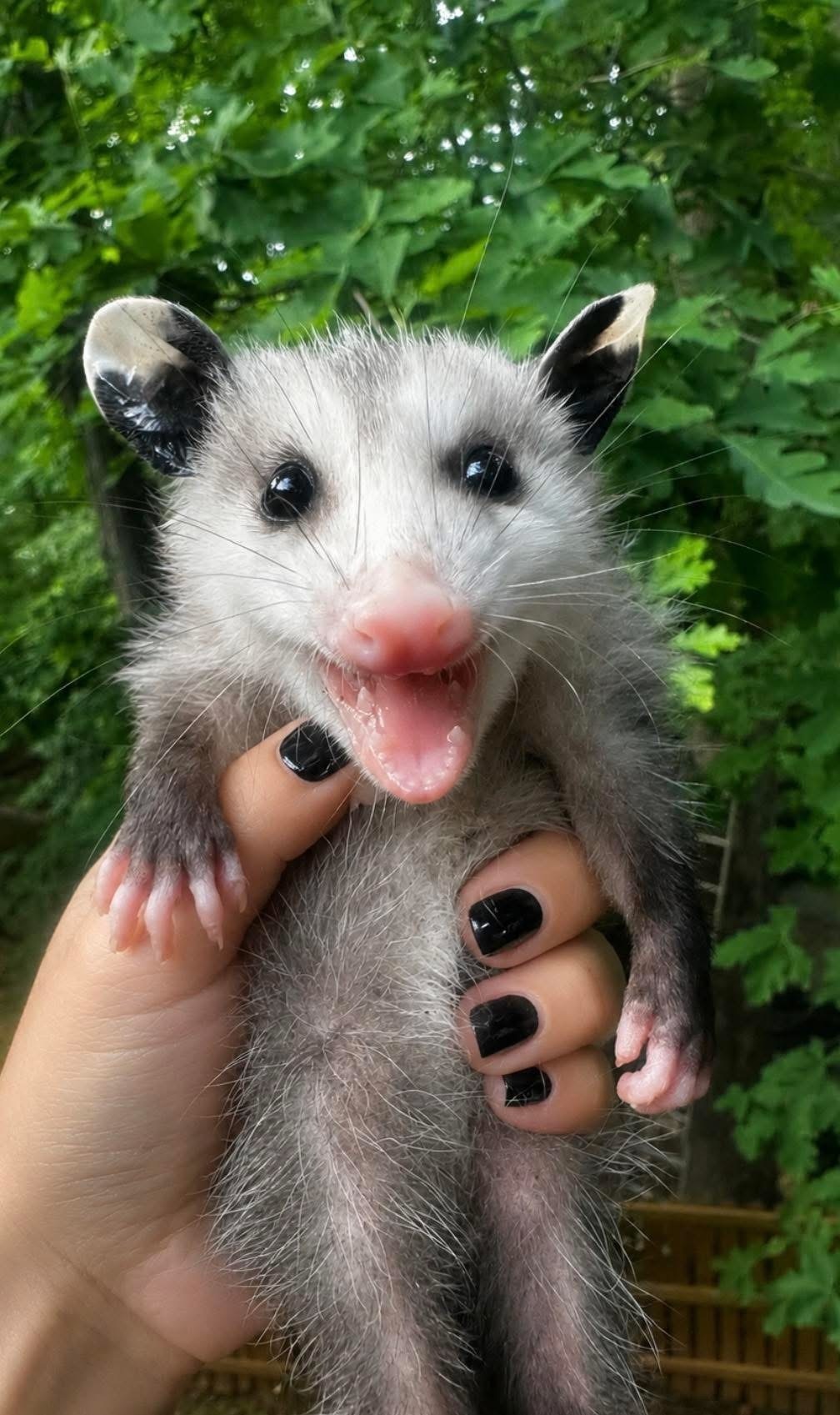 This is Russell! He was found among a litter of Siamese kittens by Nevermore Wildlife Rehabilitation