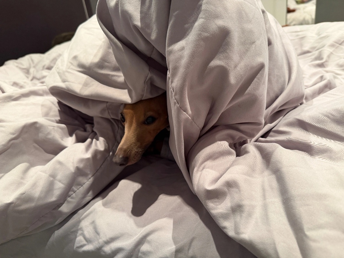 Photo of an Italian greyhound’s head poking out of a large duvet that he is enveloped in. 