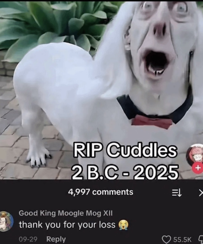 thank you for your loss