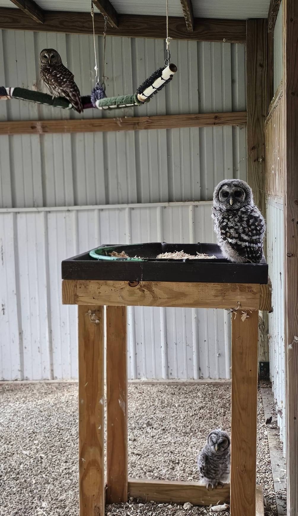 3 Owl Families Come Together as One