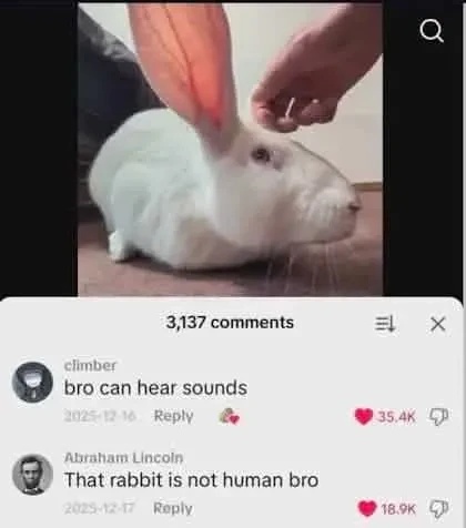 Picture of a rabbit with a big ear. Comments below the picture: "bro can hear sounds" "That rabbit is not human bro"