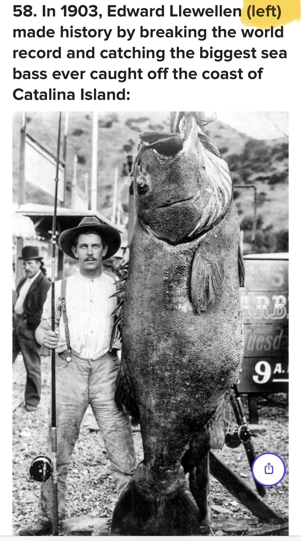 Fish (right)
