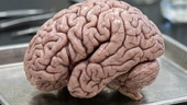 'You’ll hold out for a while': Silicon Valley now pushing to implant chip in your brain, knows you'll give in eventually