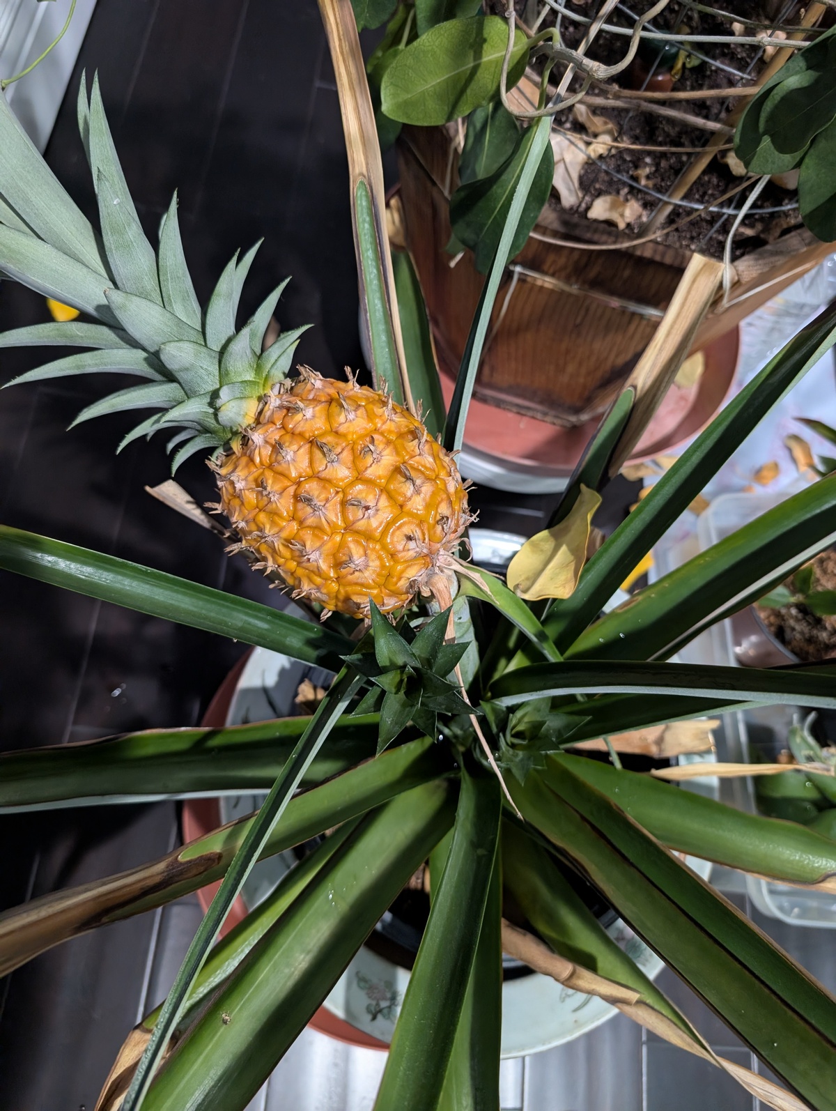 and finally the pineapple ripened!